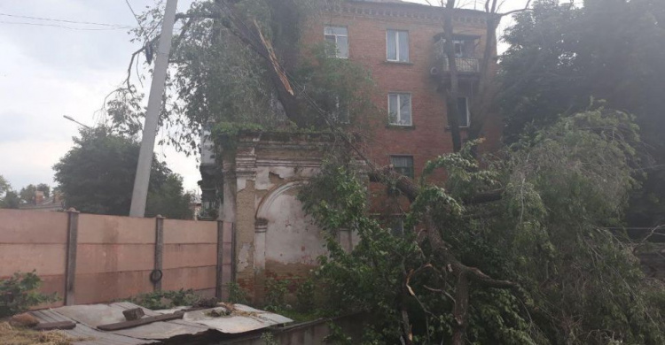 В Кривом Роге огромное дерево завалилось на многоэтажку (ФОТО)