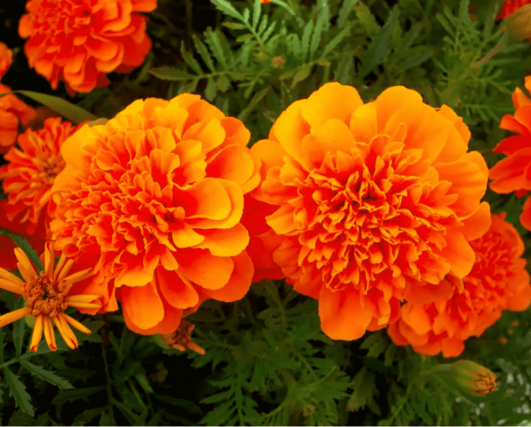 Як ці квіти рятують сад і що з ними робити восени - фото з відкритих джерел