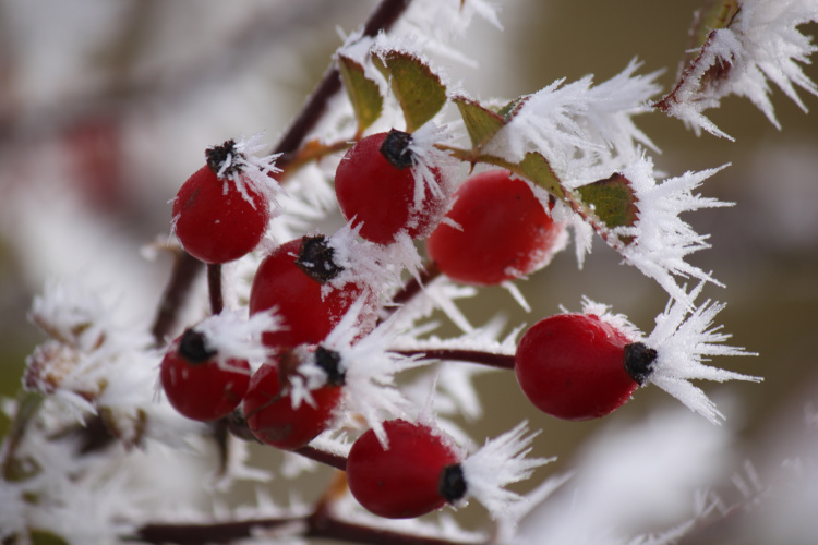 Світіння морозу: чому іній виглядає як казка - фото з відкритих джерел