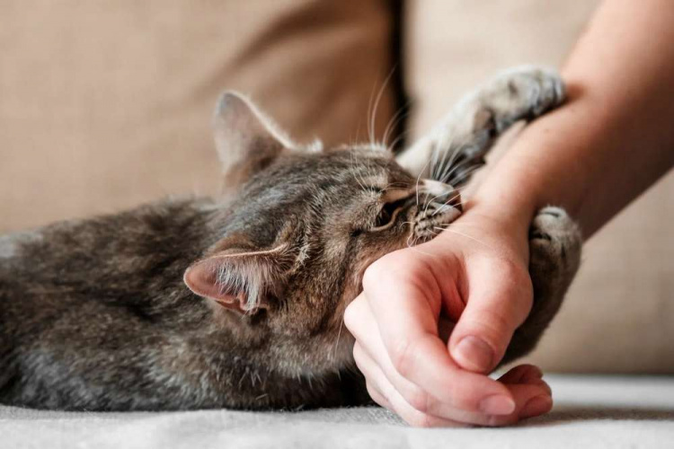 Сказ від домашніх тварин - фото ілюстративне з відкритих джерел