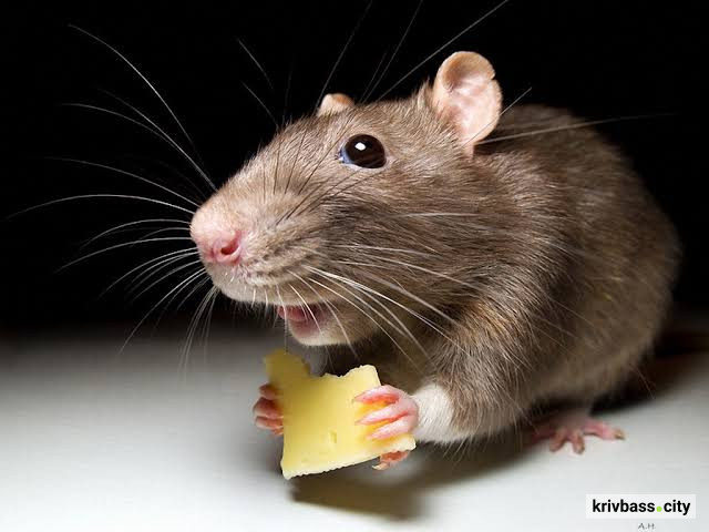 фото з відкритих джерел