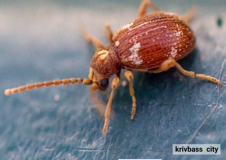 фото з відкритих джерел