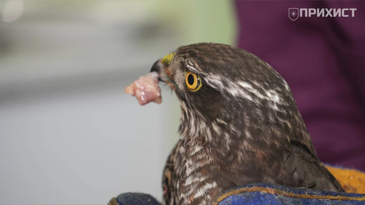 Фото ГО "Прихист"