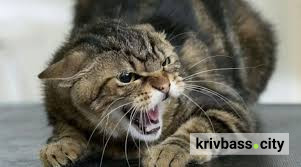 фото з відкритих джерел 