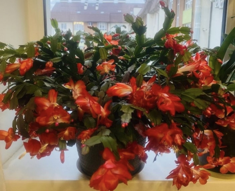 Як змусити різдвяник рясно цвісти - фото з відкритих джерел