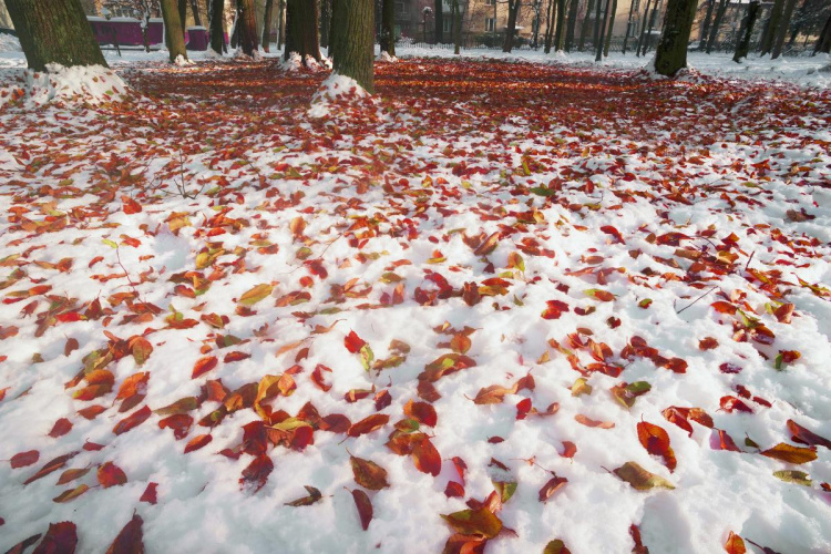 Фото з відкритих джерел  