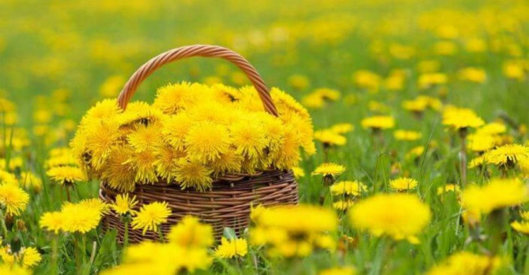 Солнечный одуванчик: топ фактов о цветке