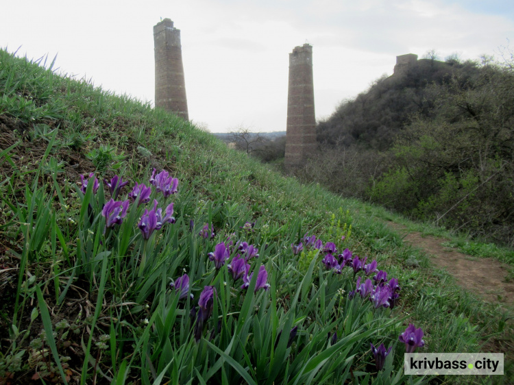 На Криворіжжі у Балці Північній Червоній розквітли дикі квіти (ФОТО)