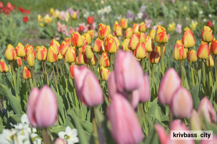 Найбільша плантація тюльпанів у Кривому Розі: коли ботанічний сад запрошує відвідувачів зробити красиві фото