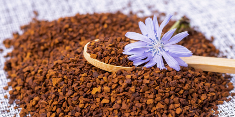 Чому варто спробувати цикорій і кому він може нашкодити - фото з відкритих джерел