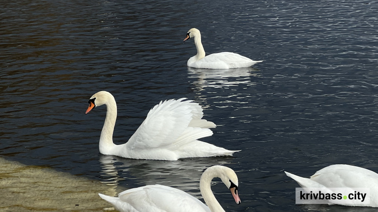 Ви тільки подивіться! У Кривому Розі на річці у парку оселилась велика зграя лебедів (ФОТО)