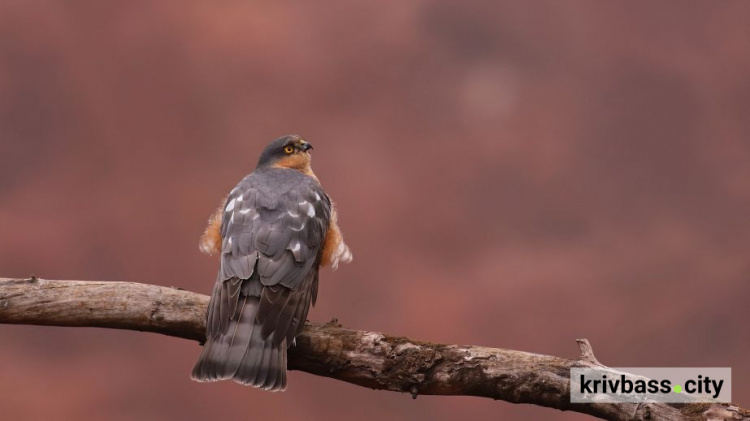 фото Віктора Севідова