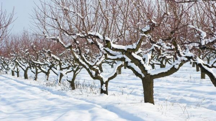 Як уберегти дерева від зневоднення взимку - фото з відкритих джерел