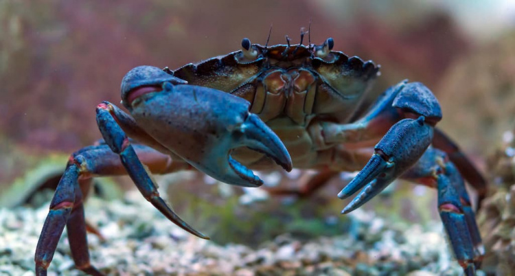 Блакитний краб, фото з відкритих джерел