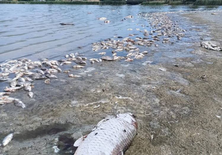 Мор риби на Дніпропетровщині - фото Віталій Соловей