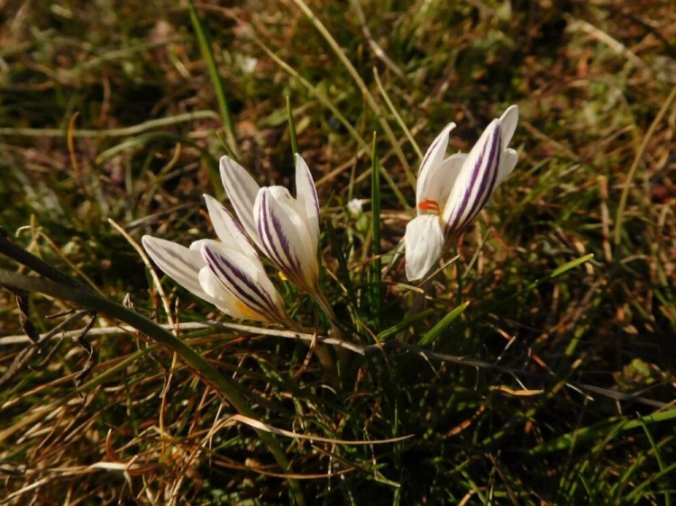 Первоцвіти під охороною - фото з відкритих джерел