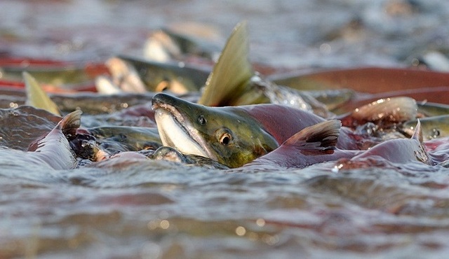 На водоймах Дніпропетровщини розпочався нерест: яке покарання за порушення правил риболовлі