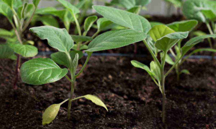 Баклажани на розсаду: коли сіяти і як підготувати ґрунт - фото з відкритих джерел