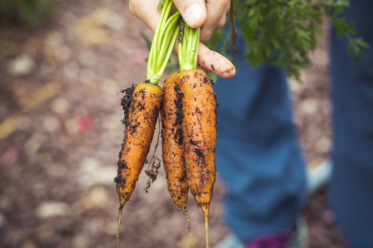 Що зробити, щоб отримати великий врожай моркви: поради городникам