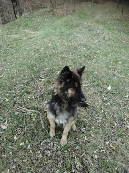 Криворожский Хатико: брошенная в лесополосе собака ждет своего хозяина (фото)