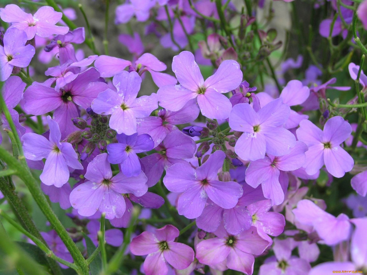 Матіола, що пахне лише ввечері: які таємниці приховує нічна фіалка - фото з відкритих джерел