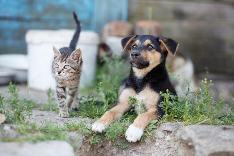 Чому проблема безпритульних тварин стосується кожного - фото з відкритих джерел