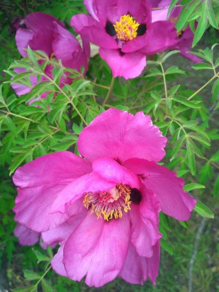 Криворожский ботанический сад приглашает полюбоваться коллекцией шелковистой ковыли и весенним садом  (ФОТО)
