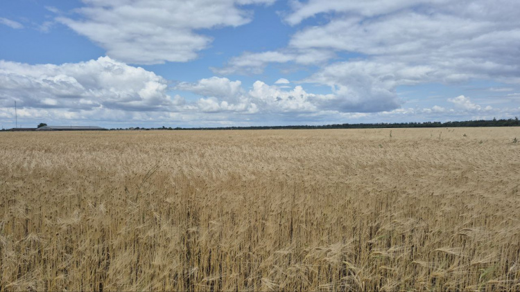 фото редакції krivbass.city