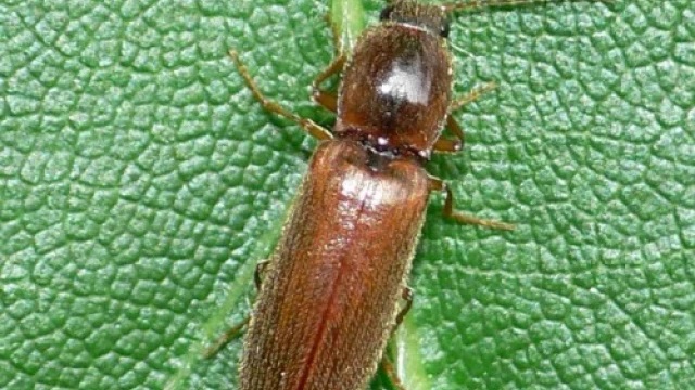 Як зупинити дротяника і врятувати картоплю - фото з відкритих джерел