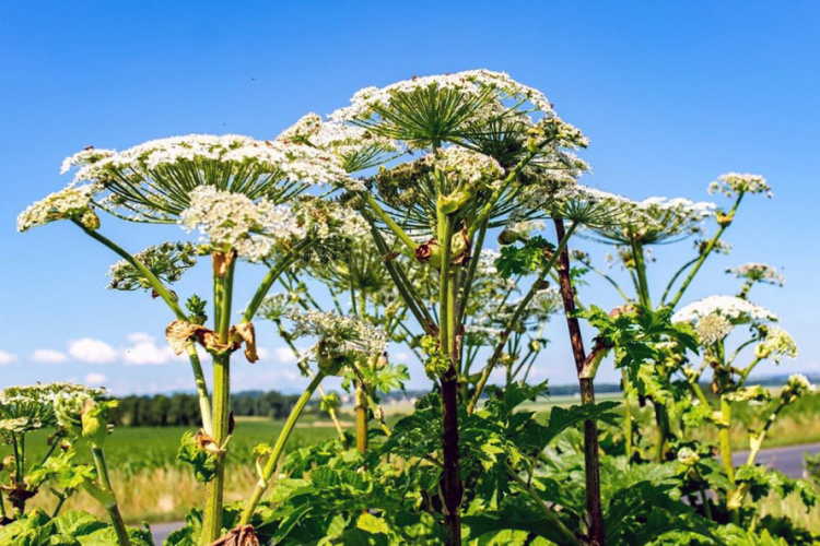 Фото з відкритих джерел