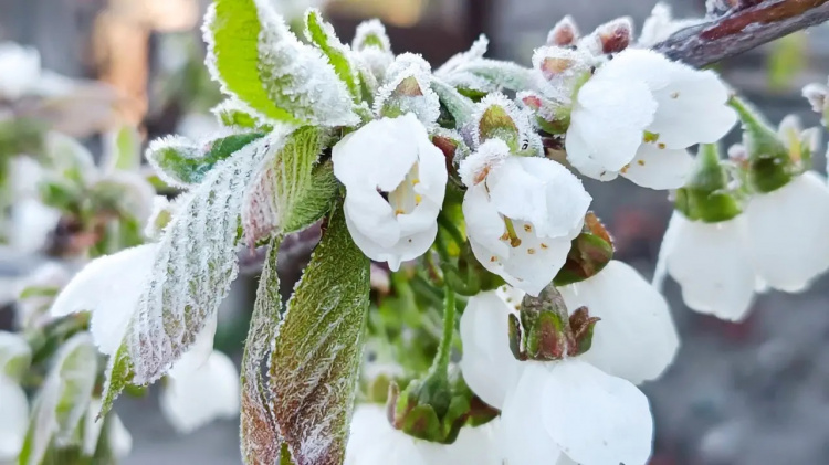 Похолодання затягнеться до травня: де в Україні вдарять заморозки - фото з відкритих джерел
