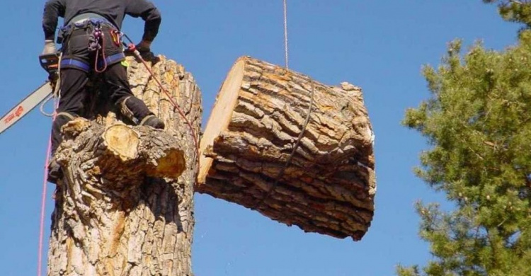 Криворожане зарегистрировали петицию о спиле особо опасных деревьев на всей территории города