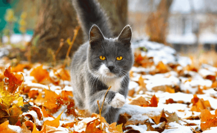 Святкові дні листопада 2025 року: повний календар - фото з відкритих джерел