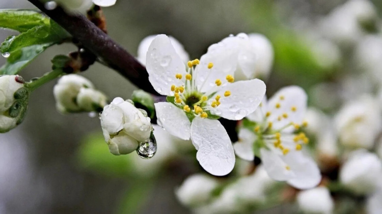 Нестійка весна: детальний прогноз погоди по днях в Україні - фото з відкритих джерел
