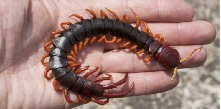 Сколопендри активізувалися, фото з відкритих джерел 
