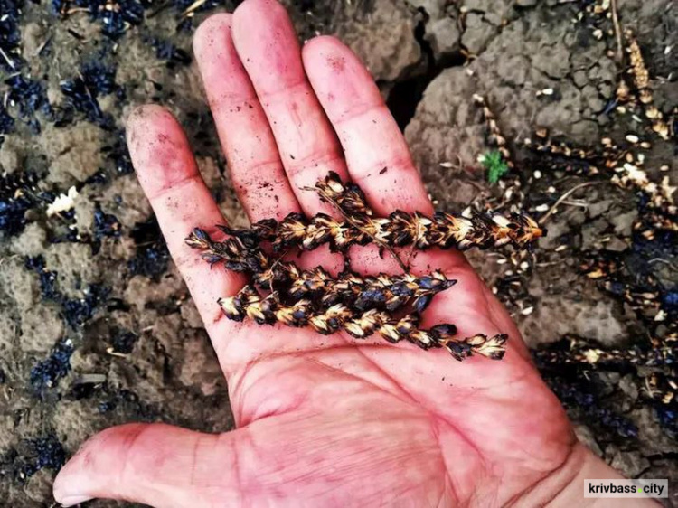 Війська рф знищують поля з врожаєм