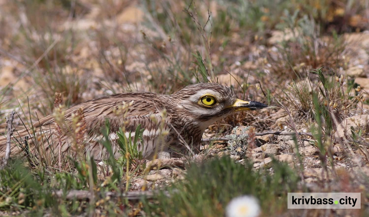 фото Віктора Севидова