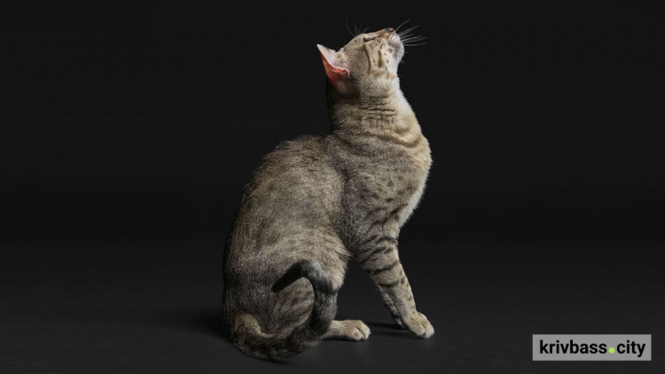 Топ-5 кормів для котів у 2025 році