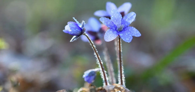 Холодний фронт і дощі: чого чекати від погоди в Україні найближчим часом з 20 по 26 квітня 2026 року