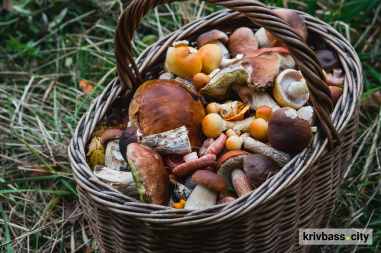 Смертельний делікатес: у Кривому Розі підлітки отруїлися грибами