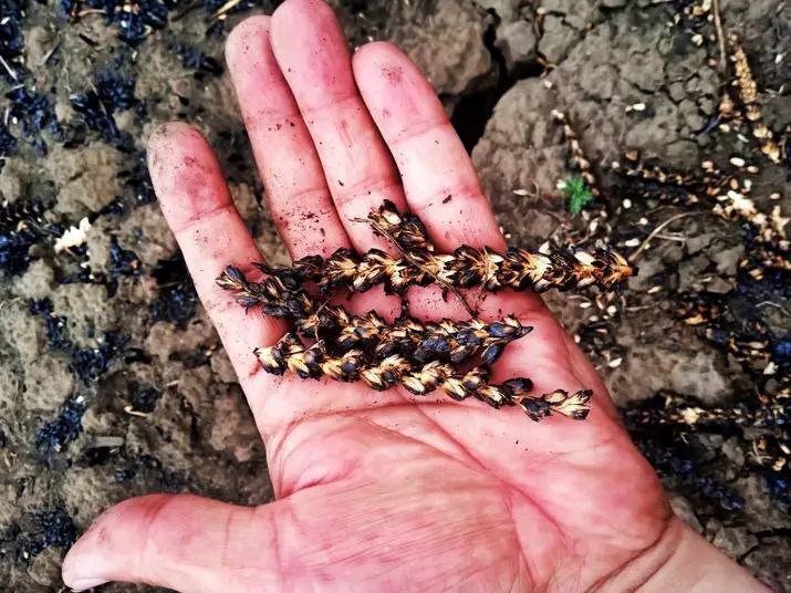 Фото krivbass.city