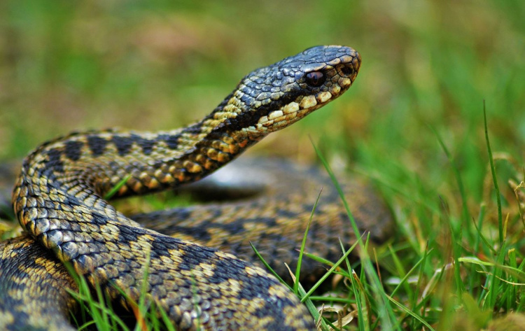 Від початку року на Дніпропетровщині зафіксували три випадки укусів отруйними зміями