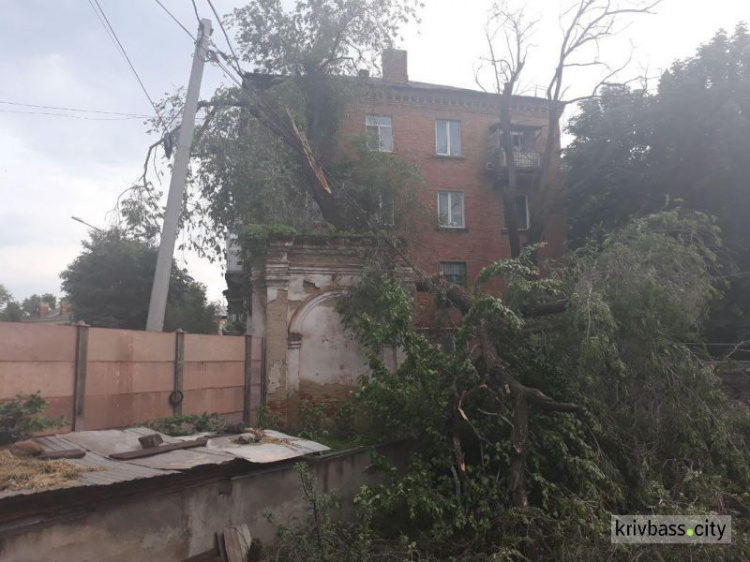 В Кривом Роге огромное дерево завалилось на многоэтажку (ФОТО)