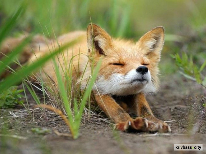 сезон "тиші", фото ілюстративне