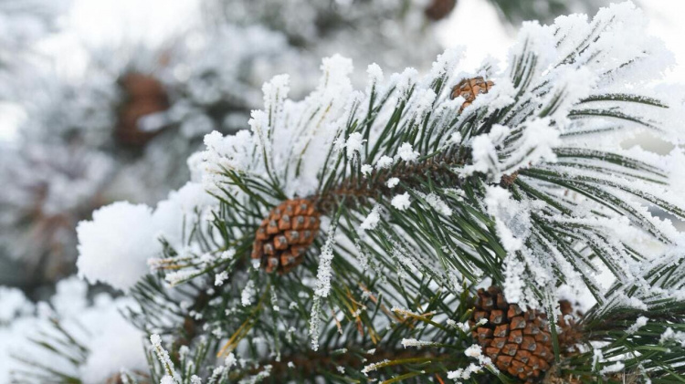 Святкові та робочі дні в Україні у січні 2026 року - фото з відкритих джерел