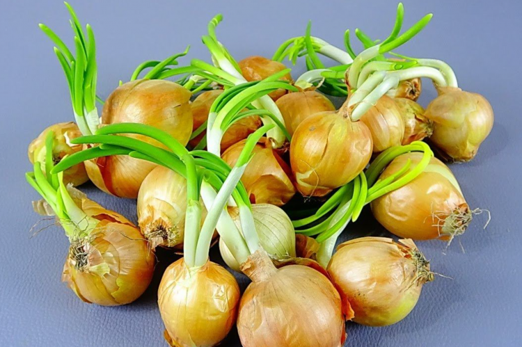 Чи можна їсти цибулю, яка проросла: відповідь, яку знають не всі - фото з відкритих джерел