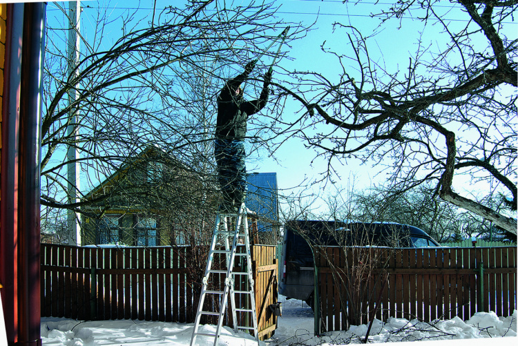 Місячний календар садівника на січень 2026 року - фото з відкритих джерел