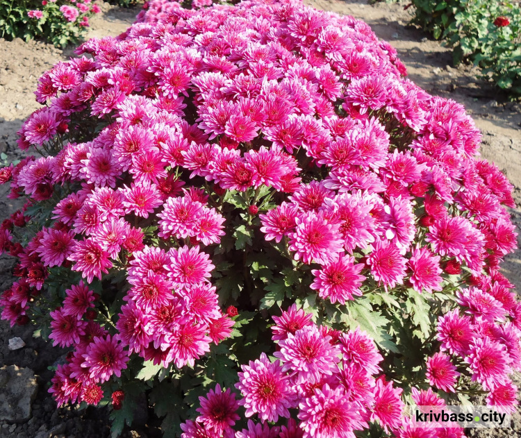 Фото Криворізького ботанічного саду