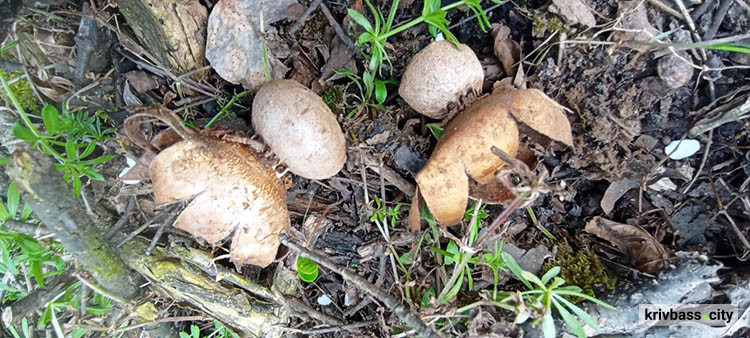 фото Вікторії Тротнер