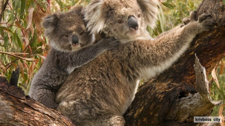 26 листопада день пам'яті коали Льюїса, яка стала символом трагедії та водночас надії